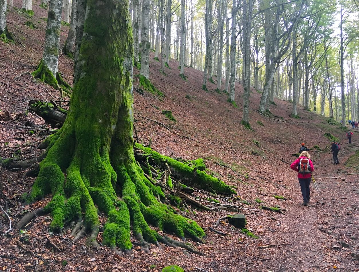 OTOÑO EN ARALAR (Gipuzkoa·Nafarroa)
